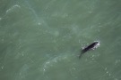 Missing Picture